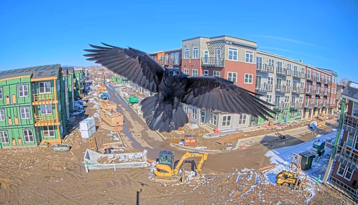 Crow caught on TrueLook jobsite camera