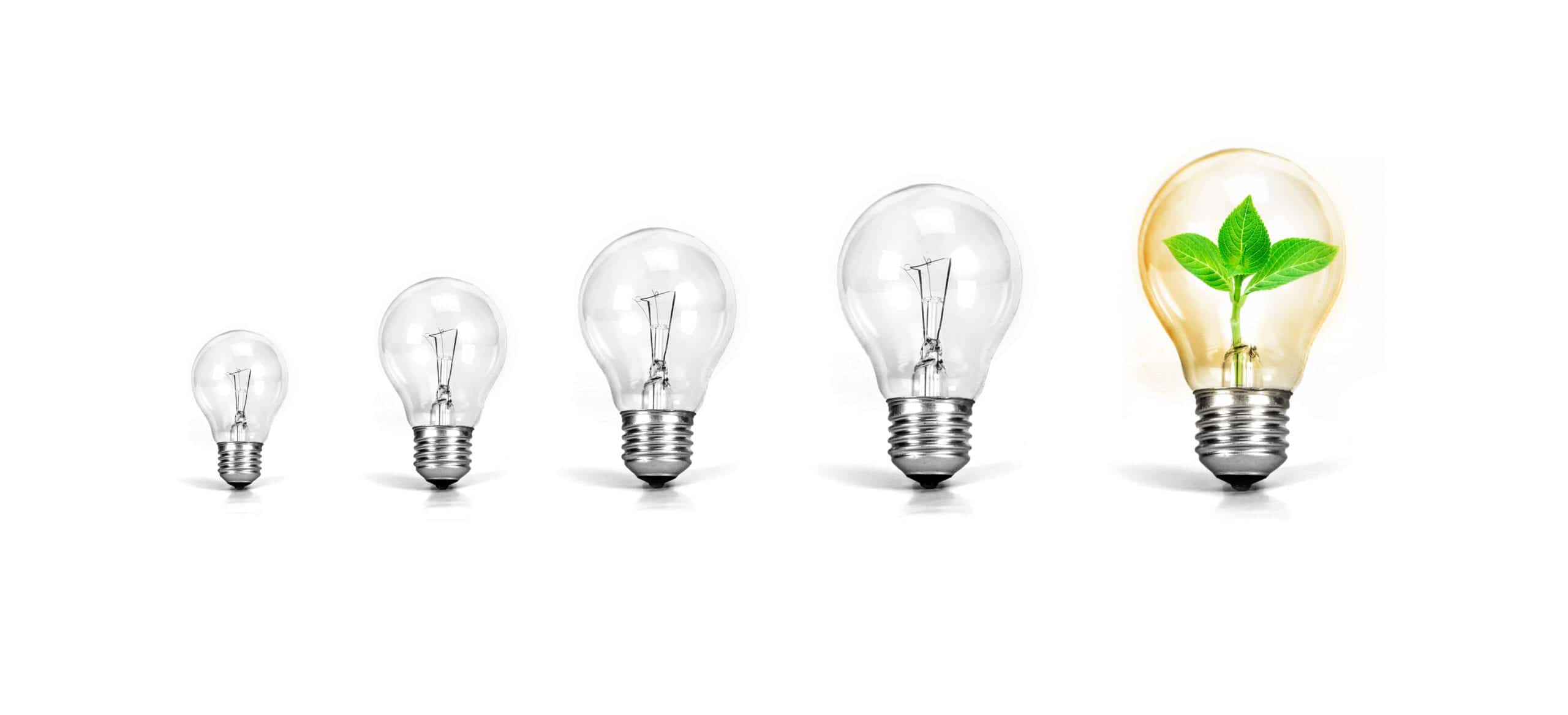 Row of light bulbs ending in one with a growing plant